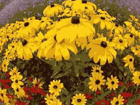 ����������������� �����������