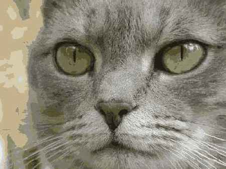 �������� �����������