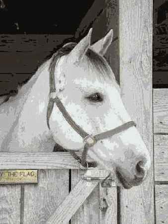 ��� ������ ���������� �������� �������� 