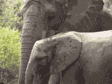 �������� �����������