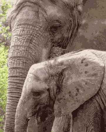 ����������������� �����������