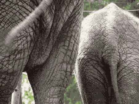 �� �� ����������� ��������, ����������� 