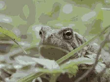 �������� �����������