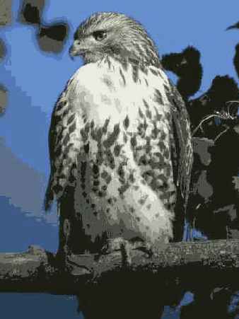 �������� �����������