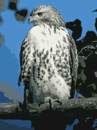 ����������������� �����������