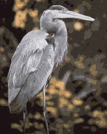 ��������� ���������� ����� �������, ����� 