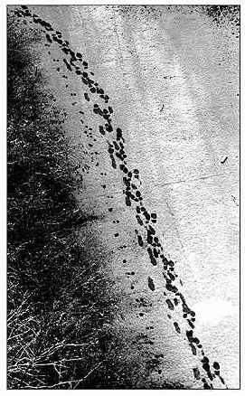 ����������� �������� �����