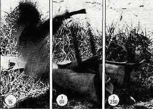 ���������� ���������