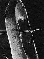 ���������� � ����������� ������������