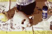 ������������� ������ ���������