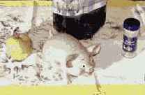 ������������� ������ ���������