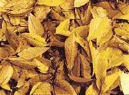 ������ ��������