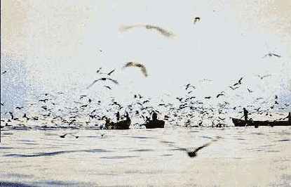 ������� ����