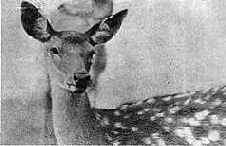 �������� ��� ��� �� �. 