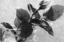 ���� ��������� ���� ������������, ��������� 