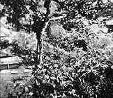 � ������� ���� ����, �������������� 