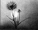 ���� ��������� ���� ������������, ��������� 