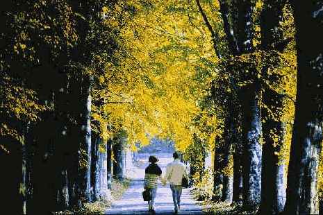 ������� ����