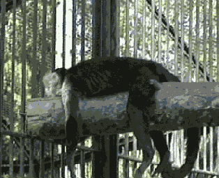 Поступающее видео должно воспроизводиться