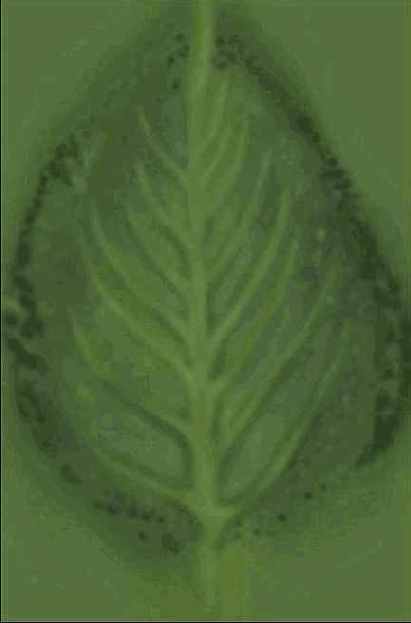 � ����� ������ ����� �������. 