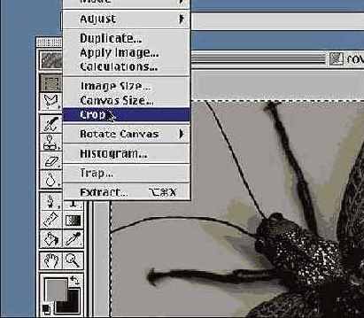 Photoshop � Illustrator ������� � �������������� �����