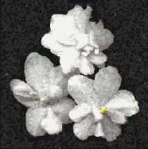 ��� ������� ������ ��� �������������