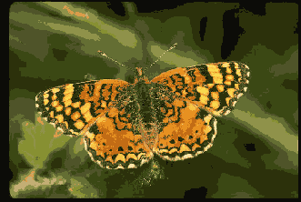 �������� ��� ���� ���� � �������� ���������� 