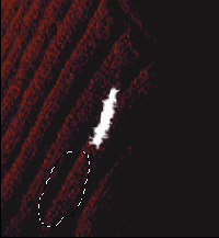 ������������������� ��������