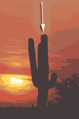 ���������� ����������� � ������� ������� Liquify