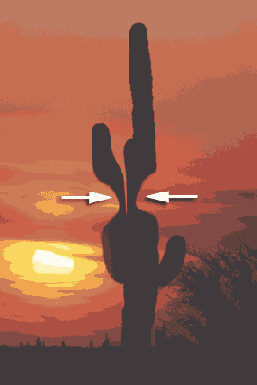 ���������� ����������� � ������� ������� Liquify