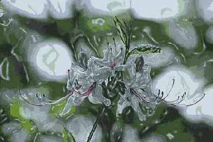 ������� ������� Artistic