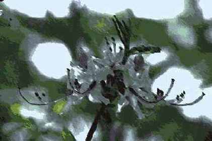 ������� ������� Artistic