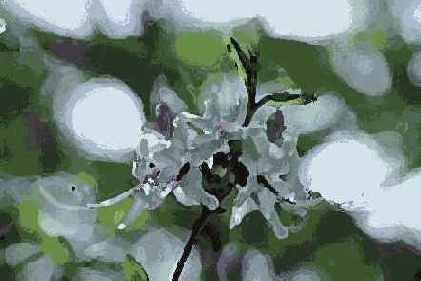 ������� ������� Artistic