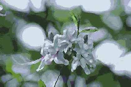 ������� ������� Artistic