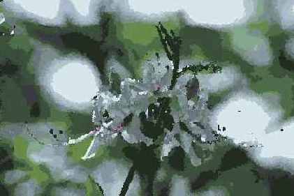 ������� ������� Artistic