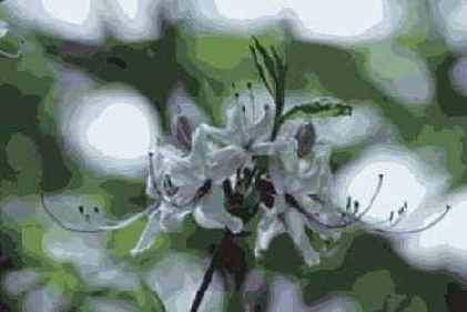 ������� ������� Blur