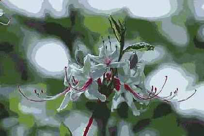 ������� ������� Blur