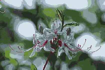 ������� ������� Brush Strokes