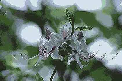 ������� ������� Brush Strokes