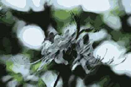 ������� ������� Brush Strokes