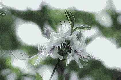 ������� ������� Distort