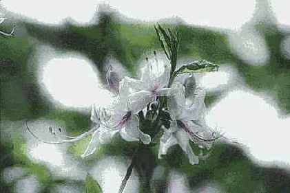 ������� ������� Distort