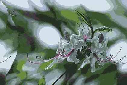 ������� ������� Distort