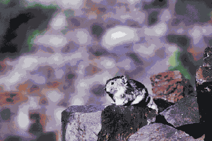 �������������� ������� � ������ �������