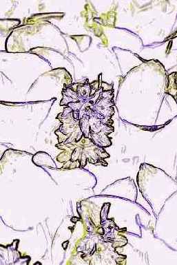 ������������� ����������� Art History Brush