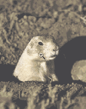 ��������� �������� ���������