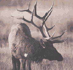 ��������� �������� ���������