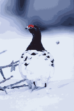 ��������� ������������ ����� � ������� ����������� Sponge