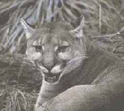 �������� ��������