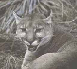 �������� ��������